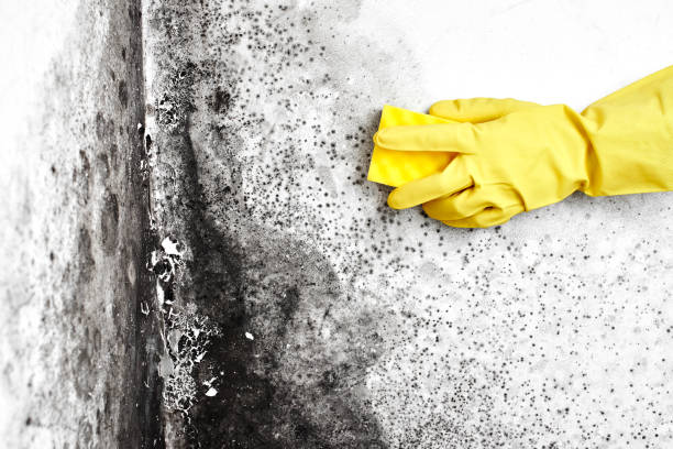 Best Bathroom Mold Remediation in Longview, WA