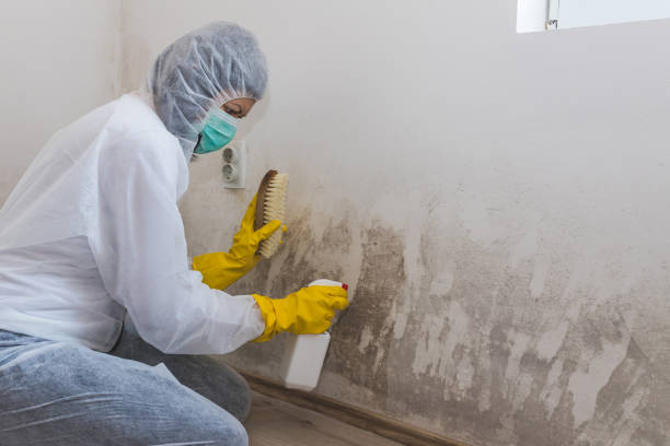 Best Mold Remediation for Specific Building Types in Longview, WA