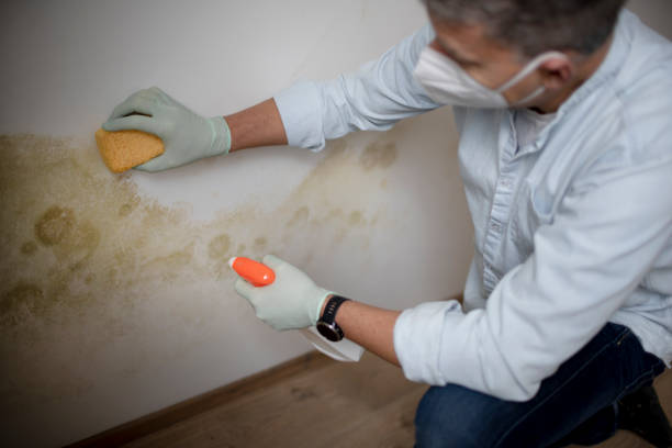 Best White Mold Remediation in Longview, WA