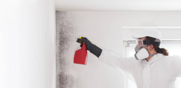Best Commercial Mold Remediation in Longview, WA