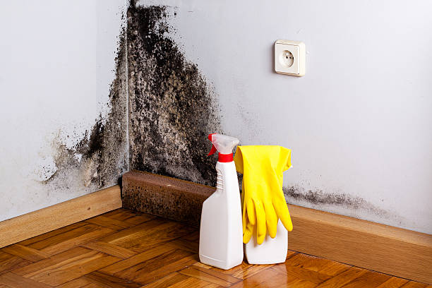Reliable Longview, WA Mold Remediation Solutions